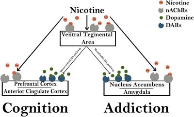 Frontiers  Pictures Library of Smoking Cravings: Development and  Verification of Smokers and Non-smokers