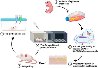 Frontiers Publishing Partnerships | A Genetically Modified Skin Graft ...